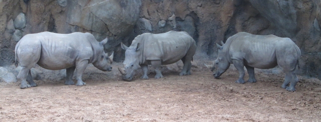 Houston _rhinos